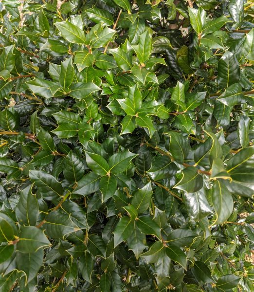 IIex aquifolium 'Neie R. Stevens'